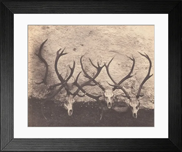 Framed Print : Stags Heads - Dibedale, ca. 1856. Creator: Horatio Ross Framed Print : Stags Heads - Dibedale, ca. 1856. Creator: Horatio Ross