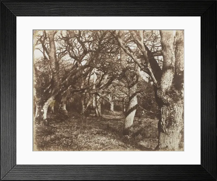 Framed Print : A Peep in Leigh Woods, 1853-56. Creator: James Knight Framed Print : A Peep in Leigh Woods, 1853-56. Creator: James Knight