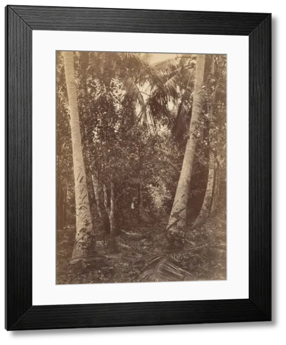 Framed Print : Tropical Scenery, Forest Near Turbo, 1871. Creator: John Moran Framed Print : Tropical Scenery, Forest Near Turbo, 1871. Creator: John Moran