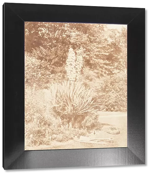 Yucca Gloriosa, 1853-56. Creator: John Dillwyn Llewelyn