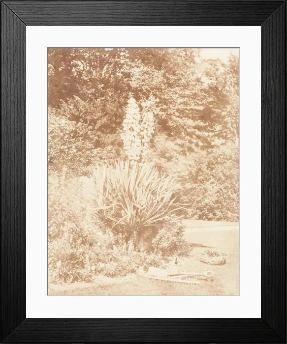 Framed Print : Yucca Gloriosa, 1853-56. Creator: John Dillwyn Llewelyn Framed Print : Yucca Gloriosa, 1853-56. Creator: John Dillwyn Llewelyn