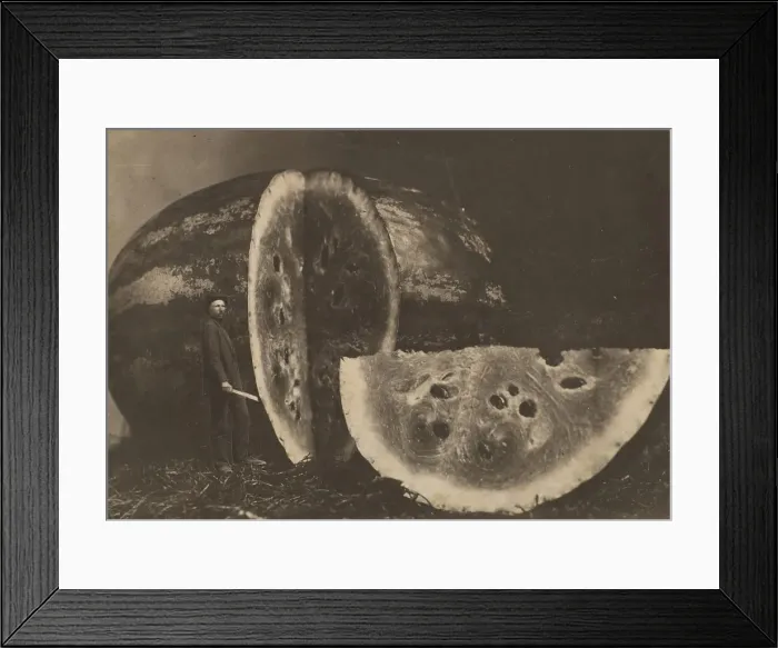 Framed Print : Man Cutting Watermelon, 1898-1903. Creator: Johnson Framed Print : Man Cutting Watermelon, 1898-1903. Creator: Johnson