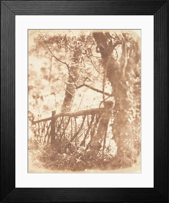 Framed Print : Tree at Colinton, 1843-47. Creators: David Octavius Hill, Robert Adamson Framed Print : Tree at Colinton, 1843-47. Creators: David Octavius Hill, Robert Adamson