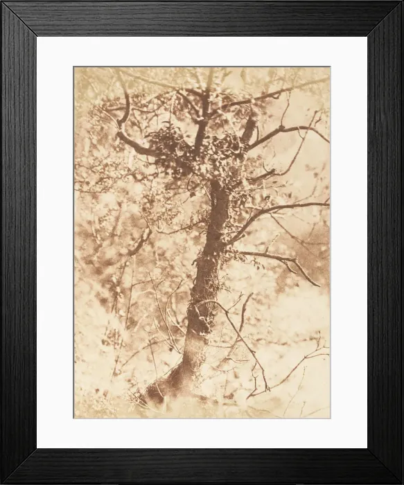 Framed Print : Tree at Colinton, 1843-47. Creators: David Octavius Hill, Robert Adamson Framed Print : Tree at Colinton, 1843-47. Creators: David Octavius Hill, Robert Adamson