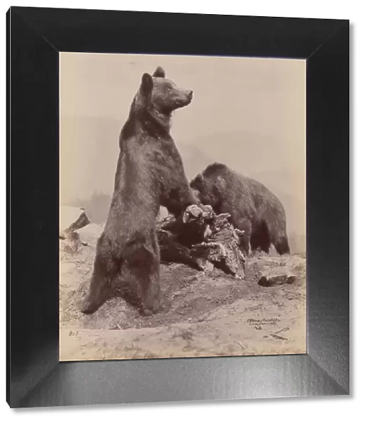 [Two Bears], 1889. Creator: Ottomar Anschütz