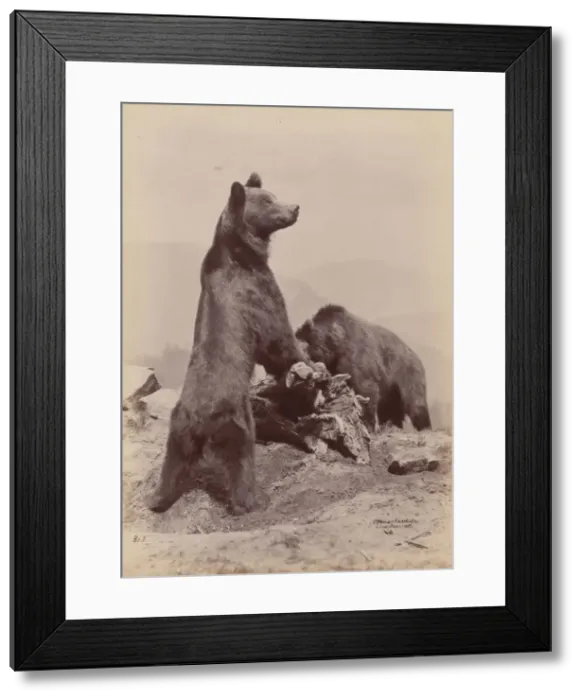 Framed Print : [Two Bears], 1889. Creator: Ottomar Anschütz