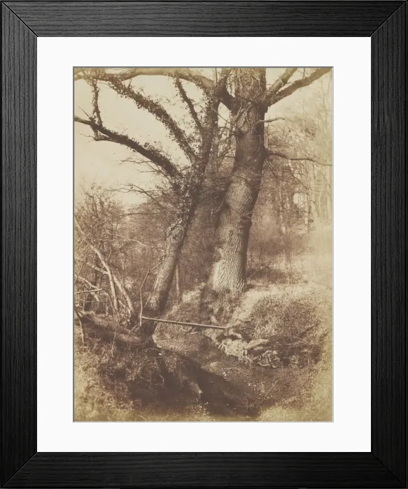 Framed Print : Trees, 1854-57. Creator: Thomas Keith Framed Print : Trees, 1854-57. Creator: Thomas Keith