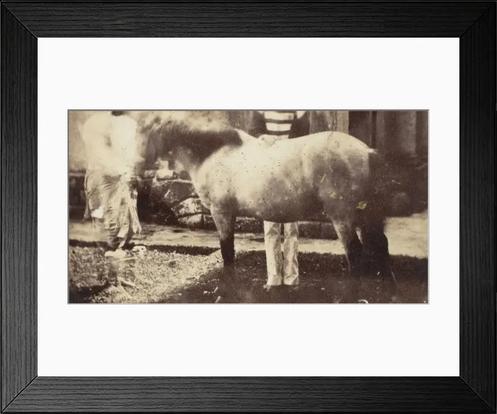 Framed Print : My Pegu Pony, 1858-61. Creator: Unknown Framed Print : My Pegu Pony, 1858-61. Creator: Unknown