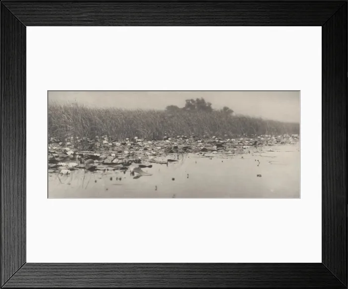 Framed Print : Water-Lilies, 1886. Creator: Dr Peter Henry Emerson Framed Print : Water-Lilies, 1886. Creator: Dr Peter Henry Emerson