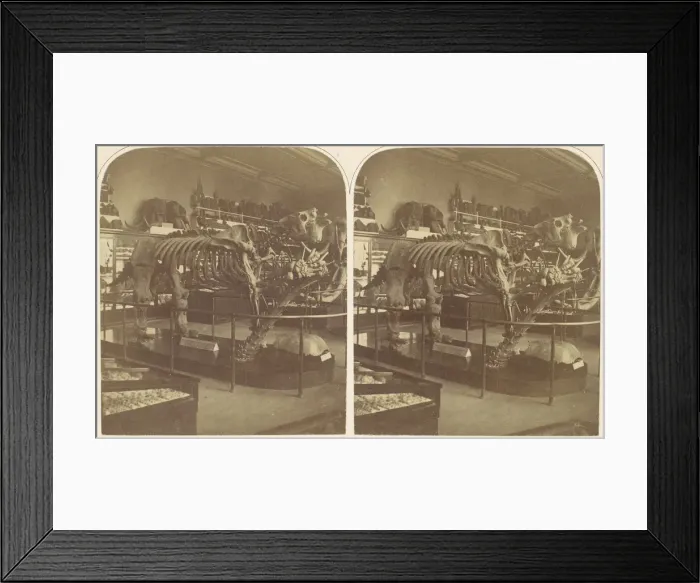 Framed Print : The Megatherium, British Museum, 1850s. Creator: Roger Fenton Framed Print : The Megatherium, British Museum, 1850s. Creator: Roger Fenton