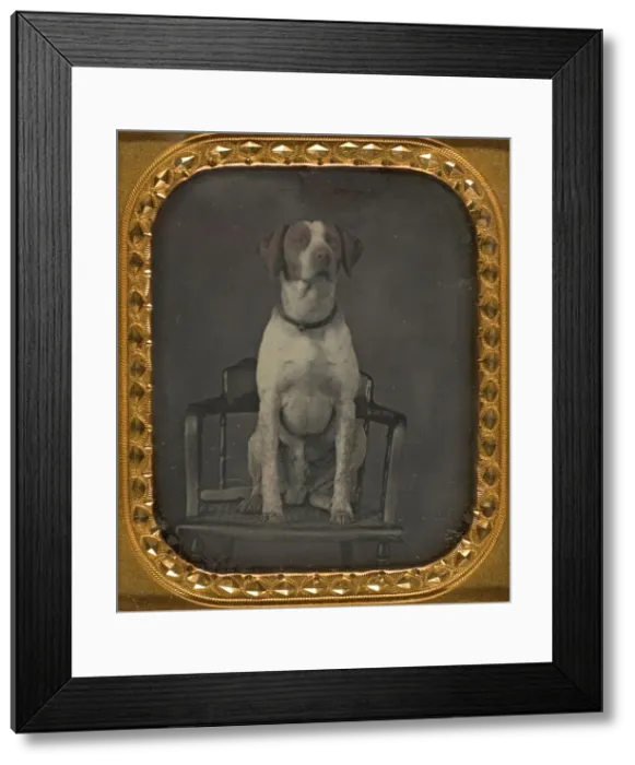 Framed Print : Dog Posing for Portrait in Photographers Studio Chair, ca. 1855. Creator: Rufus Anson Framed Print : Dog Posing for Portrait in Photographers Studio Chair, ca. 1855. Creator: Rufus Anson