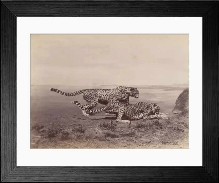 Framed Print : [Two Cheetahs], 1888. Creator: Ottomar Anschütz