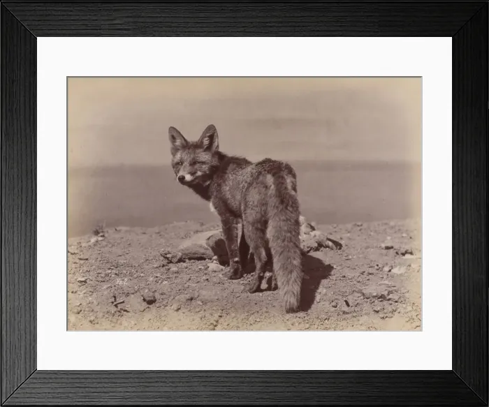 Framed Print : [Fox], 1886. Creator: Ottomar Anschütz