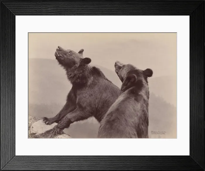Framed Print : [Two Bears], 1889. Creator: Ottomar Anschütz