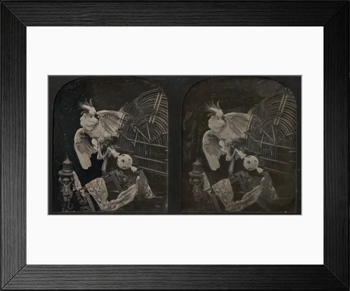 Framed Print : Still-Life with Cockatoo, Ornamental Ball, Lace, Statuette, 1850s Framed Print : Still-Life with Cockatoo, Ornamental Ball, Lace, Statuette, 1850s