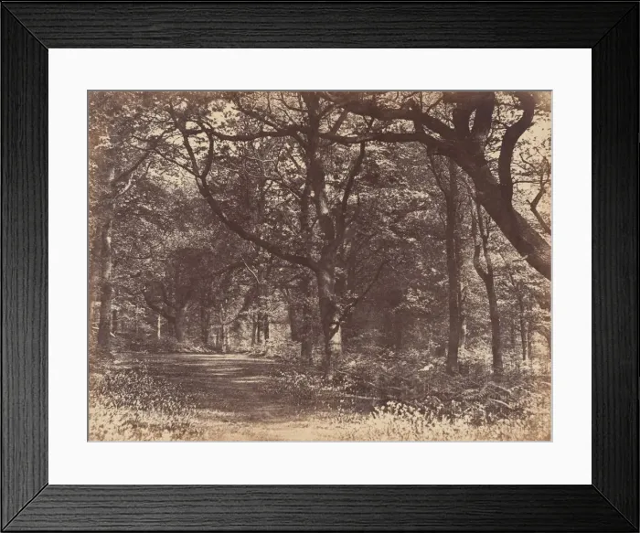 Framed Print : Wood-scene, Norton, Cheshire, 1856. Creator: Thomas Davies Framed Print : Wood-scene, Norton, Cheshire, 1856. Creator: Thomas Davies