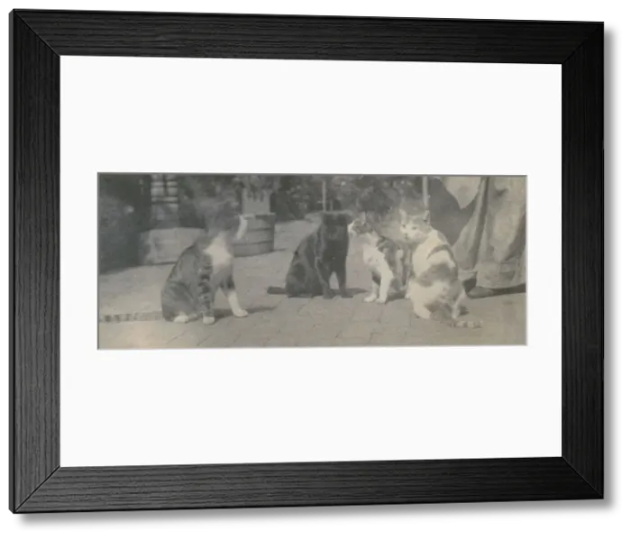 Framed Print : Four Cats, ca. 1895. Creator: Thomas Eakins Framed Print : Four Cats, ca. 1895. Creator: Thomas Eakins