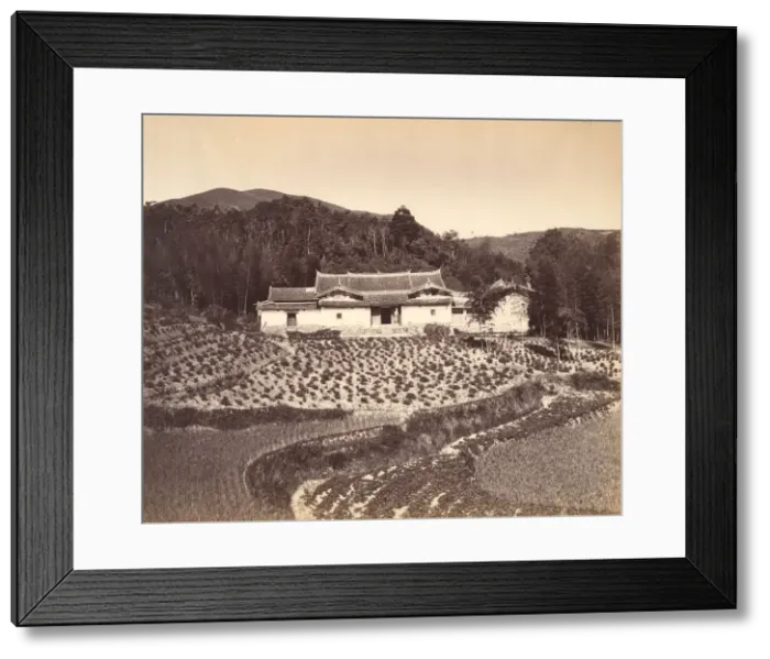 Framed Print : Teafield & Josshouse at Peling, ca. 1869. Creator: Attributed to Tung Hing Framed Print : Teafield & Josshouse at Peling, ca. 1869. Creator: Attributed to Tung Hing
