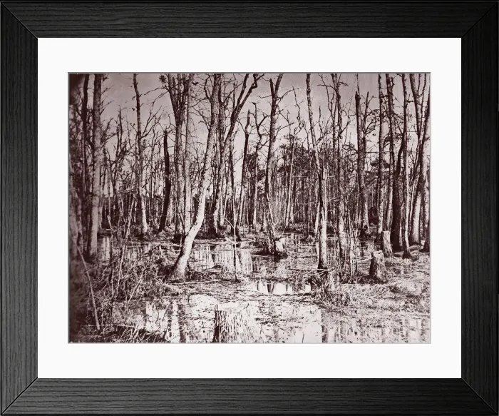 Framed Print : Swamp near Broadway Landing, Appomattox River, 1864. Creator: Tim O Sullivan Framed Print : Swamp near Broadway Landing, Appomattox River, 1864. Creator: Tim O Sullivan