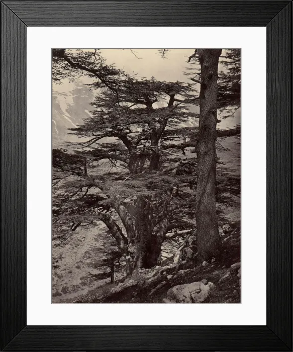 Framed Print : Cedars of Lebanon, 1870s. Creator: Unknown Framed Print : Cedars of Lebanon, 1870s. Creator: Unknown