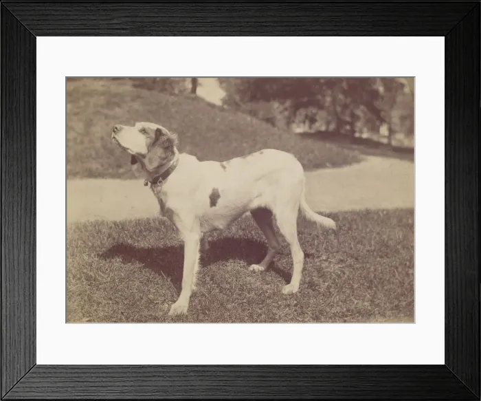 Framed Print : Dog, 1880s-90s. Creator: Unknown Framed Print : Dog, 1880s-90s. Creator: Unknown