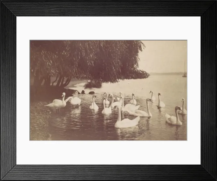 Framed Print : Swans on the Water, 1880s-90s. Creator: Unknown Framed Print : Swans on the Water, 1880s-90s. Creator: Unknown