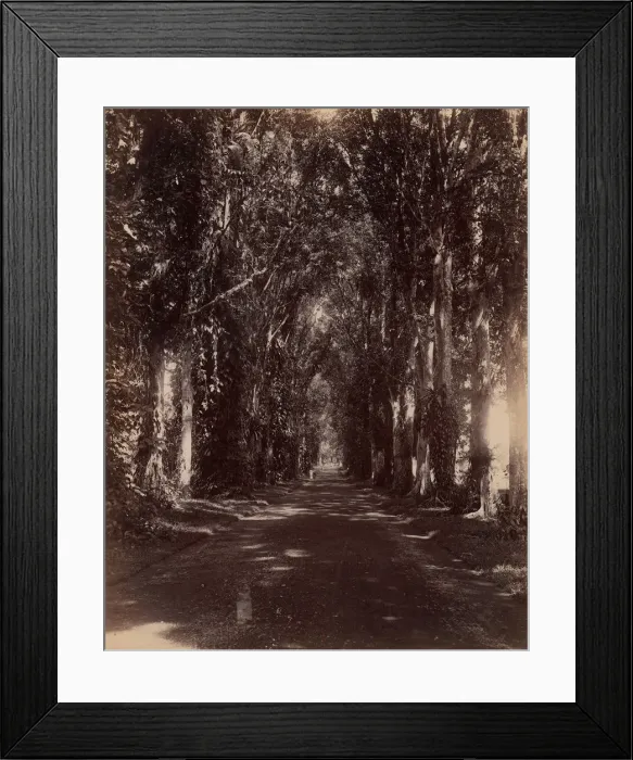 Framed Print : Buitenzorg Allie, Java, 1860s-70s. Creator: Unknown Framed Print : Buitenzorg Allie, Java, 1860s-70s. Creator: Unknown