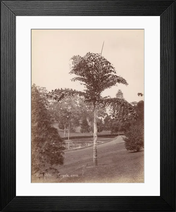 Framed Print : Wine Palm, Caryota Urens, 1860s-70s. Creator: Unknown Framed Print : Wine Palm, Caryota Urens, 1860s-70s. Creator: Unknown
