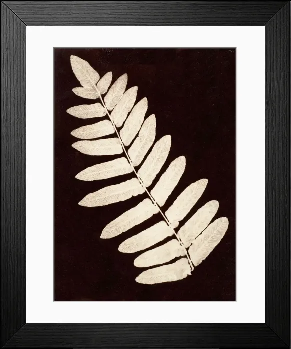 Framed Print : Botanical Specimen: Fern, 1855-60. Creator: Unknown Framed Print : Botanical Specimen: Fern, 1855-60. Creator: Unknown
