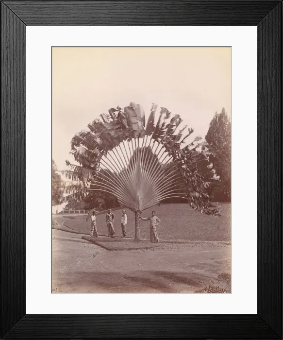 Framed Print : Fan Palm, Singapore, 1860s-70s. Creator: Unknown Framed Print : Fan Palm, Singapore, 1860s-70s. Creator: Unknown