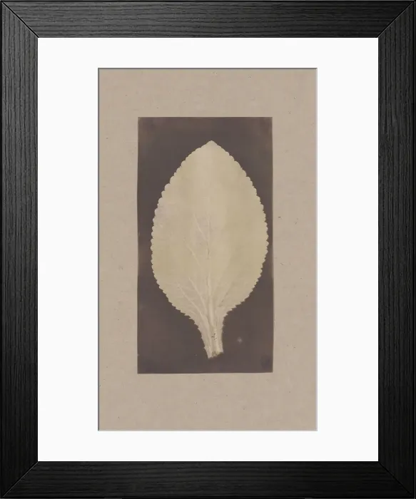 Framed Print : Leaf of the Foxglove, 1839. Creator: Unknown Framed Print : Leaf of the Foxglove, 1839. Creator: Unknown