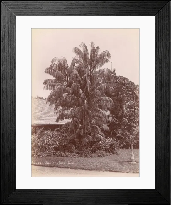 Framed Print : Botanical Garden, 1860s-70s. Creator: Unknown Framed Print : Botanical Garden, 1860s-70s. Creator: Unknown