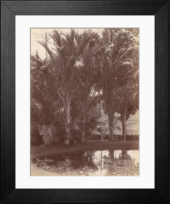 Framed Print : Sago Palms, 1860s-70s. Creator: Unknown Framed Print : Sago Palms, 1860s-70s. Creator: Unknown