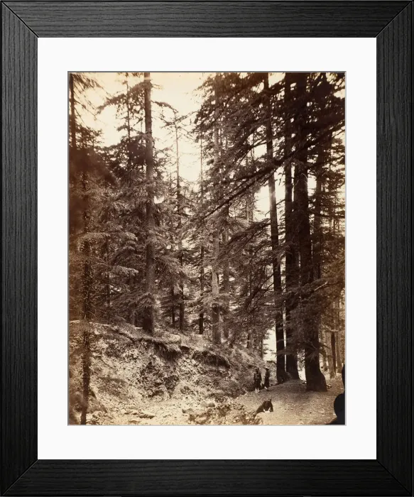 Framed Print : Deodars at Annandale, Simla, 1858-61. Creator: Unknown Framed Print : Deodars at Annandale, Simla, 1858-61. Creator: Unknown