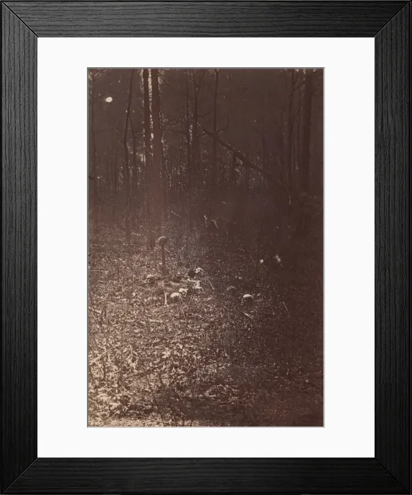 Framed Print : The Wilderness Battlefield, near Spotsylvania, Virginia, 1865 (?). Creator: Unknown Framed Print : The Wilderness Battlefield, near Spotsylvania, Virginia, 1865 (?). Creator: Unknown