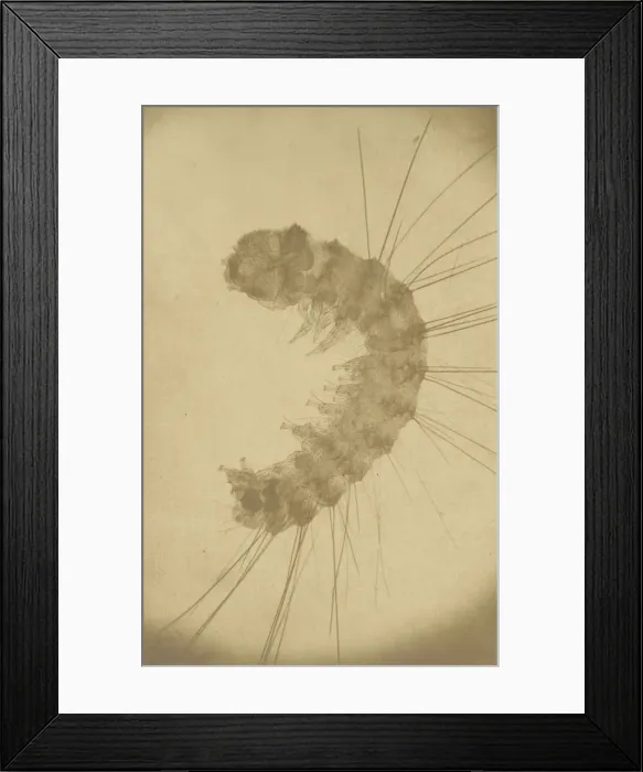 Framed Print : [Microscopic view of an insect], ca. 1853. Creator: Alois Auer