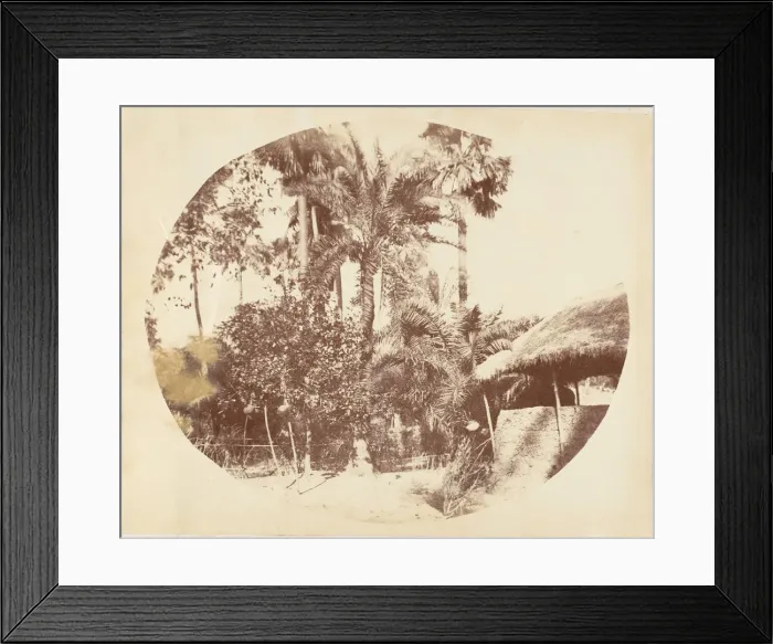 Framed Print : View in the Jungle, Bengal, 1850s. Creator: Captain R. B. Hill Framed Print : View in the Jungle, Bengal, 1850s. Creator: Captain R. B. Hill