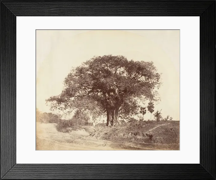 Framed Print : [Banian Tree], 1850s. Creator: Captain R. B. Hill