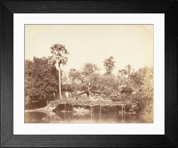 Framed Print : View of the Jungle, Bengal, 1850s. Creator: Captain R. B. Hill Framed Print : View of the Jungle, Bengal, 1850s. Creator: Captain R. B. Hill