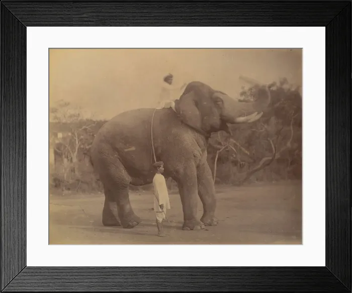 Framed Print : The Great Elephant Saluting, 1885-1900. Creator: Lala Deen Dayal Framed Print : The Great Elephant Saluting, 1885-1900. Creator: Lala Deen Dayal