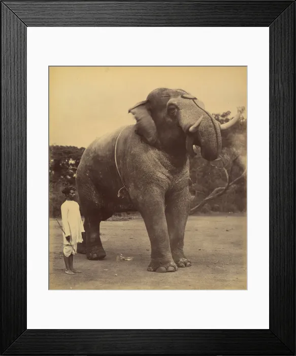 Framed Print : The Great Elephant, 1885-1900. Creator: Lala Deen Dayal Framed Print : The Great Elephant, 1885-1900. Creator: Lala Deen Dayal