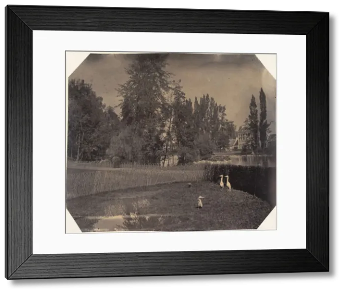 Framed Print : [Heron Pond, Zoological Gardens, Brussels], 1854-56. Creator
