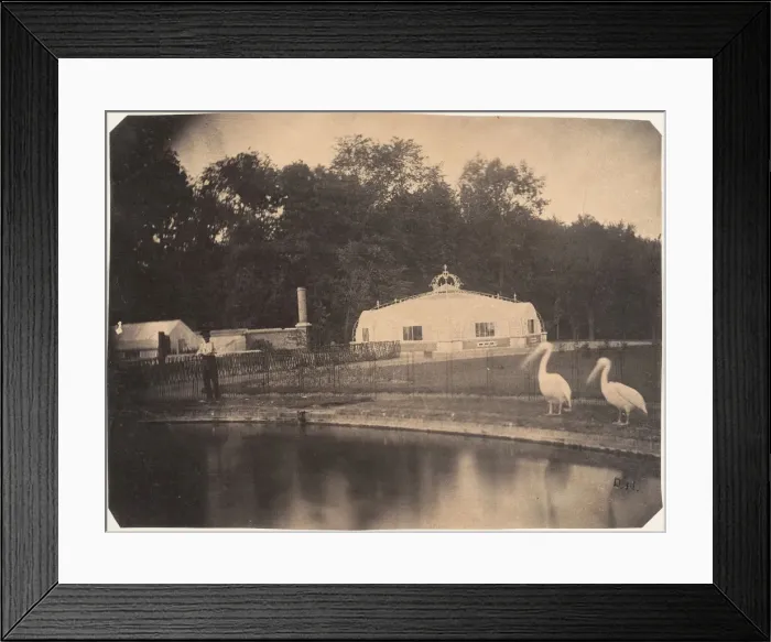 Framed Print : [The Pelicans and Greenhouses, Zoological Gardens, Brussels], 1854-56