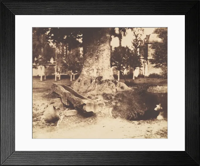 Framed Print : [The Large Tree at La Verrerie, Romesnil], ca. 1852. Creator: Louis-Remy Robert