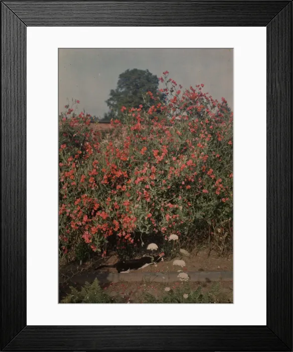 Framed Print : Cat and Sweetpeas, ca. 1907. Creator: Moss Framed Print : Cat and Sweetpeas, ca. 1907. Creator: Moss