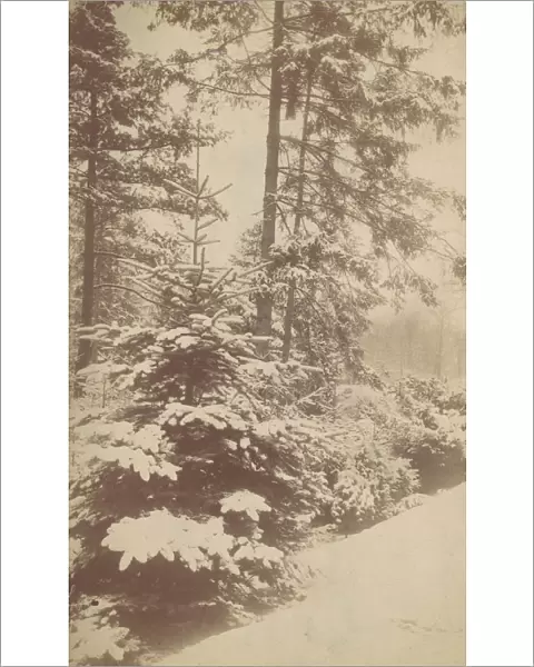 Pines in Snow, 1880s-90s. Creator: Unknown