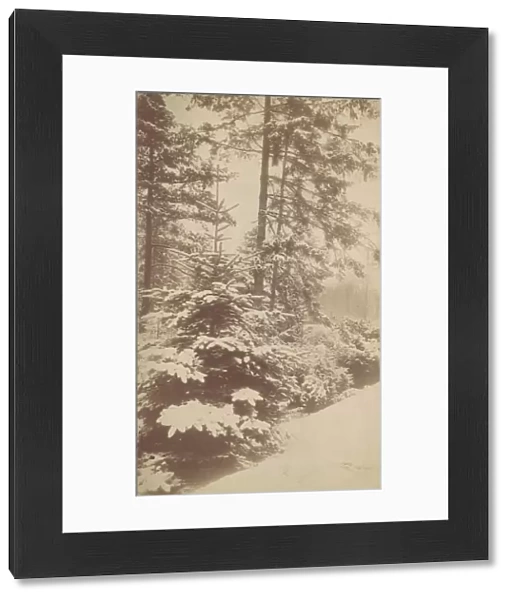 Pines in Snow, 1880s-90s. Creator: Unknown