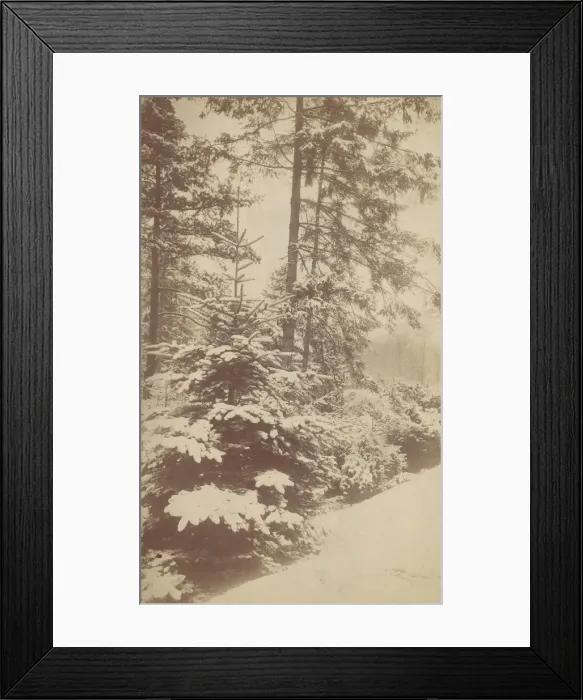 Framed Print : Pines in Snow, 1880s-90s. Creator: Unknown Framed Print : Pines in Snow, 1880s-90s. Creator: Unknown
