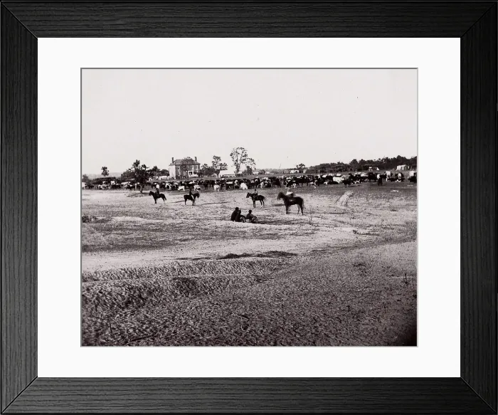 Framed Print : [Herd of Horses]. Brady album, p. 123, 1861-65. Creator: Unknown
