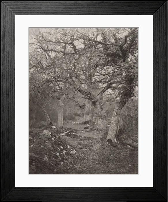 Framed Print : Foret de Fontainebleau, 1870s. Creator: William Harrison Framed Print : Foret de Fontainebleau, 1870s. Creator: William Harrison